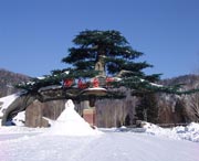 西安天气预报40天